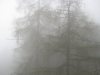 16 misty forest 2 web